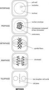 Mitosis in Plant Cell - Neatly Labelled Diagram - CBSE Class Notes ...