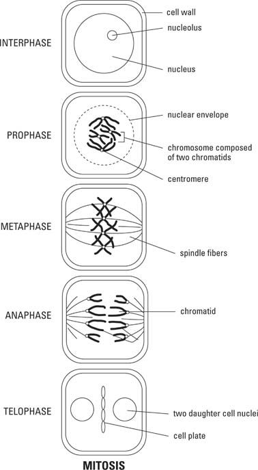 Plant cell Mitosis - Diagram