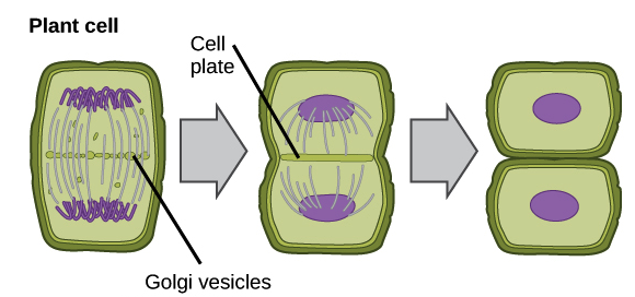 Mitosis in Plants Cell - Cytokinesis in Plant cell