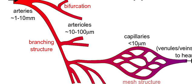 Arteries - Structure , Layers,  Functions