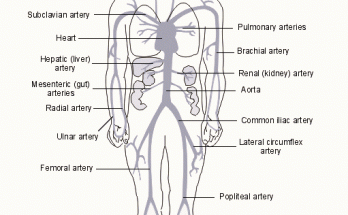 Arteries of The Body