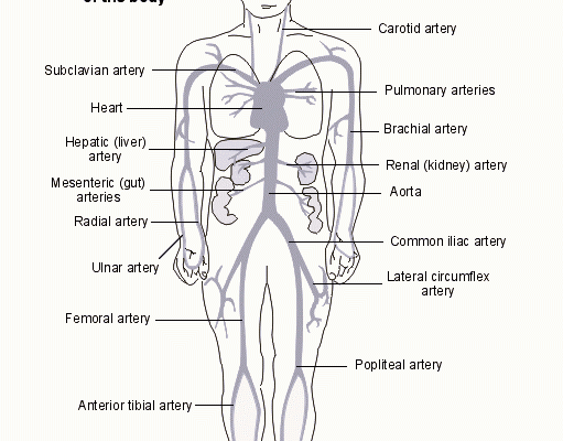 Arteries of The Body
