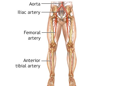 Arteries of the Legs