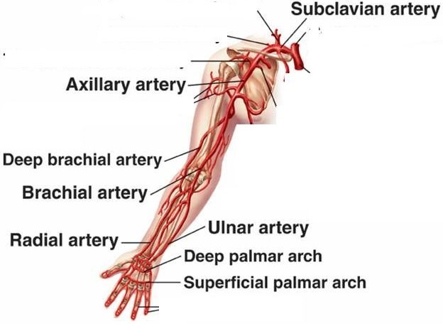 Arteries of the body