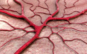 Capillaries - Definition, Location, Structure, Types, Functions and Importance