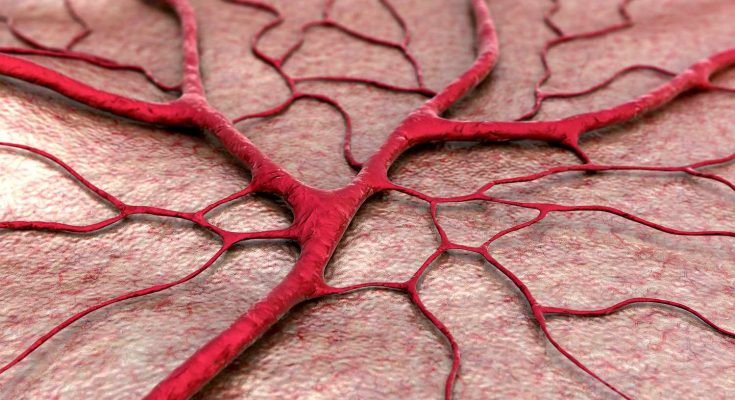 Capillaries - Definition, Location, Structure, Types, Functions and Importance