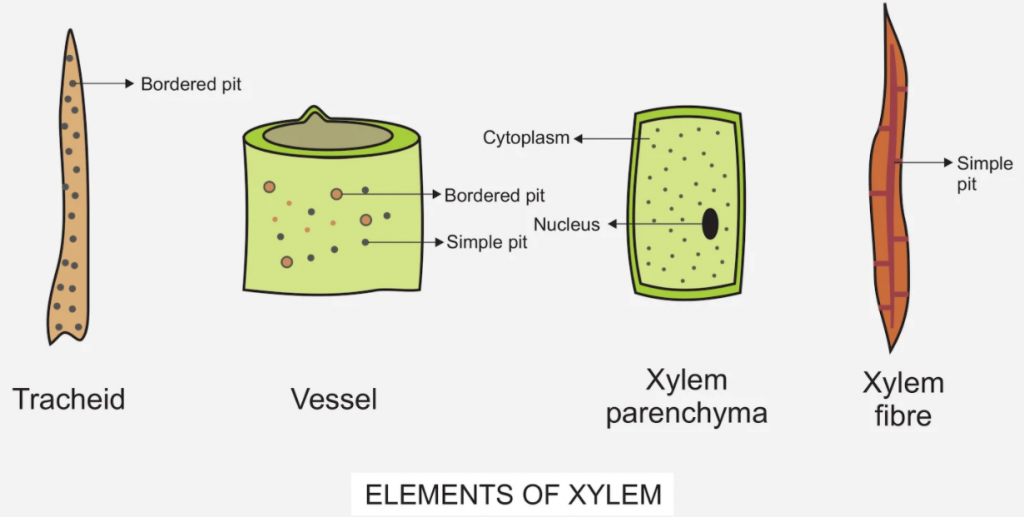 What are the elements of Xylem