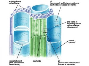 Components Of Xylem - Cbse Class Notes Online - Classnotes123