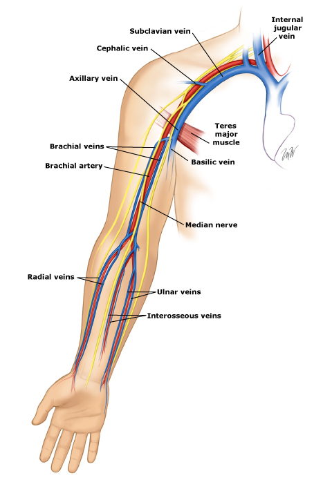 Types of Veins and their Functions