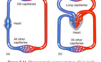 detailed explanation of Difference between Double Circulation and Single Circulation