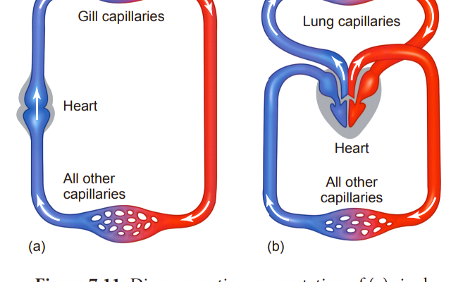 detailed explanation of Difference between Double Circulation and Single Circulation