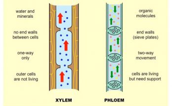 Difference between Xylem and Phloem - explained in details in tabular format