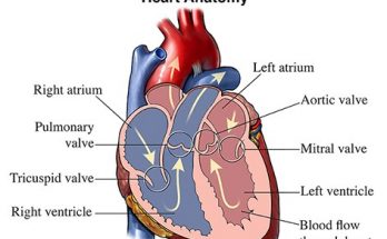 Heart Valves- Types, Location, Structure and Functions