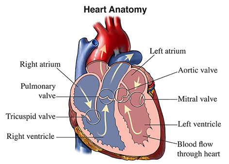 Heart Valves- Types, Location, Structure and Functions