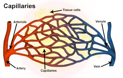 Diagram of capillaries connected to arteries and veins