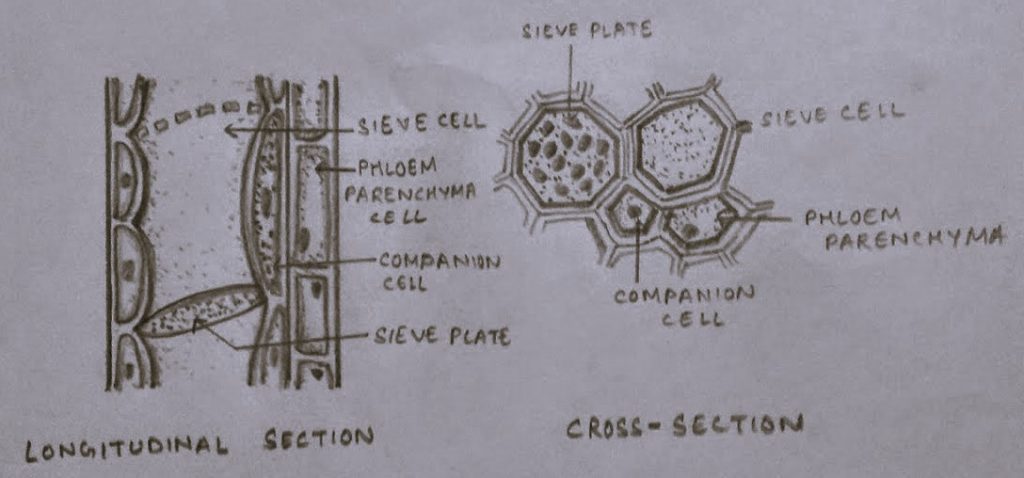 Structure of Phloem Tissue -Sieve Tube Elements, Companion Cells, Phloem Parenchyma and Phloem Fibers