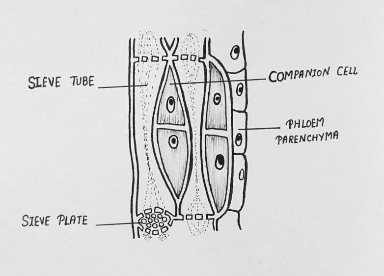 Phloem Diagram - Longitudinal Section Diagram of Phloem Tissue