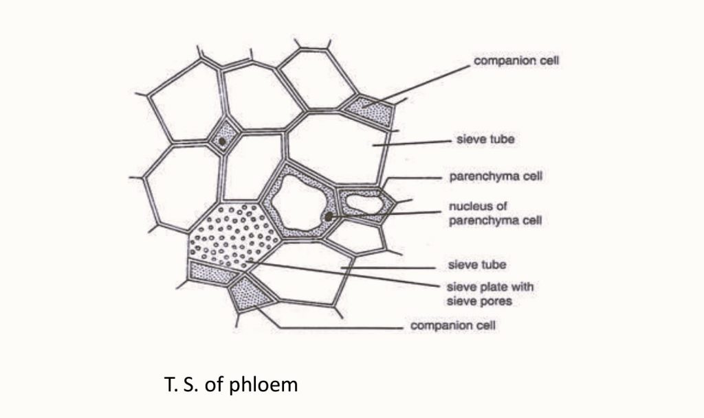 Phloem Diagram - Transverse Section Diagram of Phloem Tissue