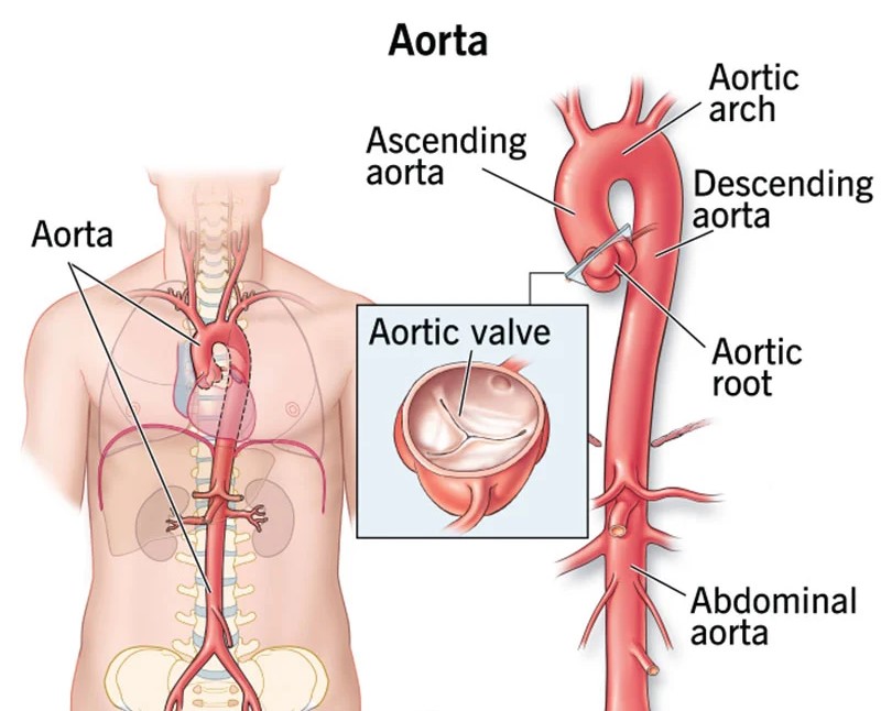 Arteries in the body 