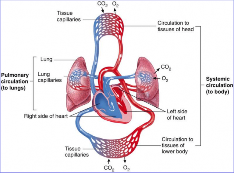 Arteries in The Body - CBSE Class Notes Online - Classnotes123