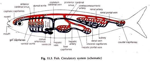 Transportation System or Circulatory System in Fishes
