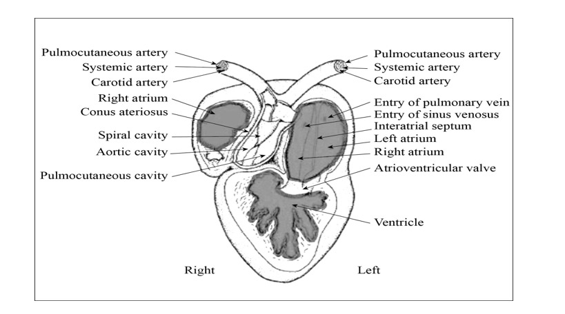 Transportation or circulatory system in Amphibians