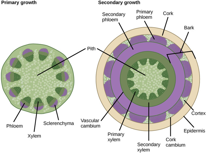 Phloem - Definition, Structure, Function, Types and How does Phloem tissue work