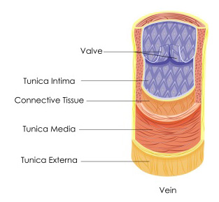 Veins - Structure , functions ,Venous System and Circuits and Vein Valves 