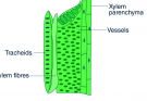 Xylem - Definition , Structure, Components (Types), Functions And Importance
