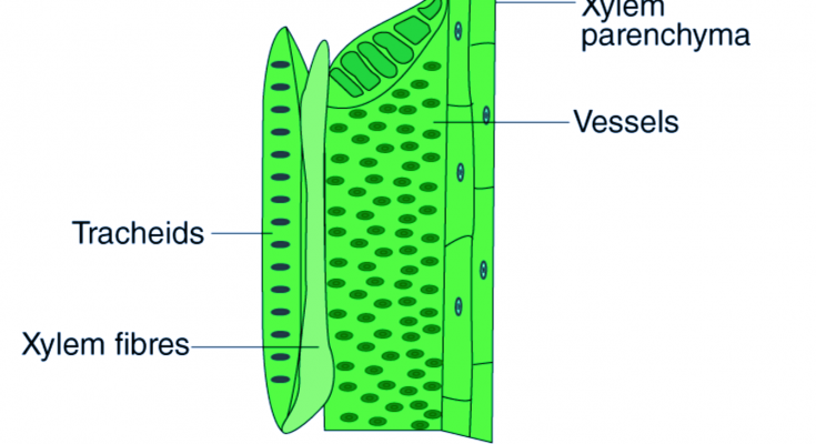 Xylem - Definition , Structure, Components (Types), Functions And Importance