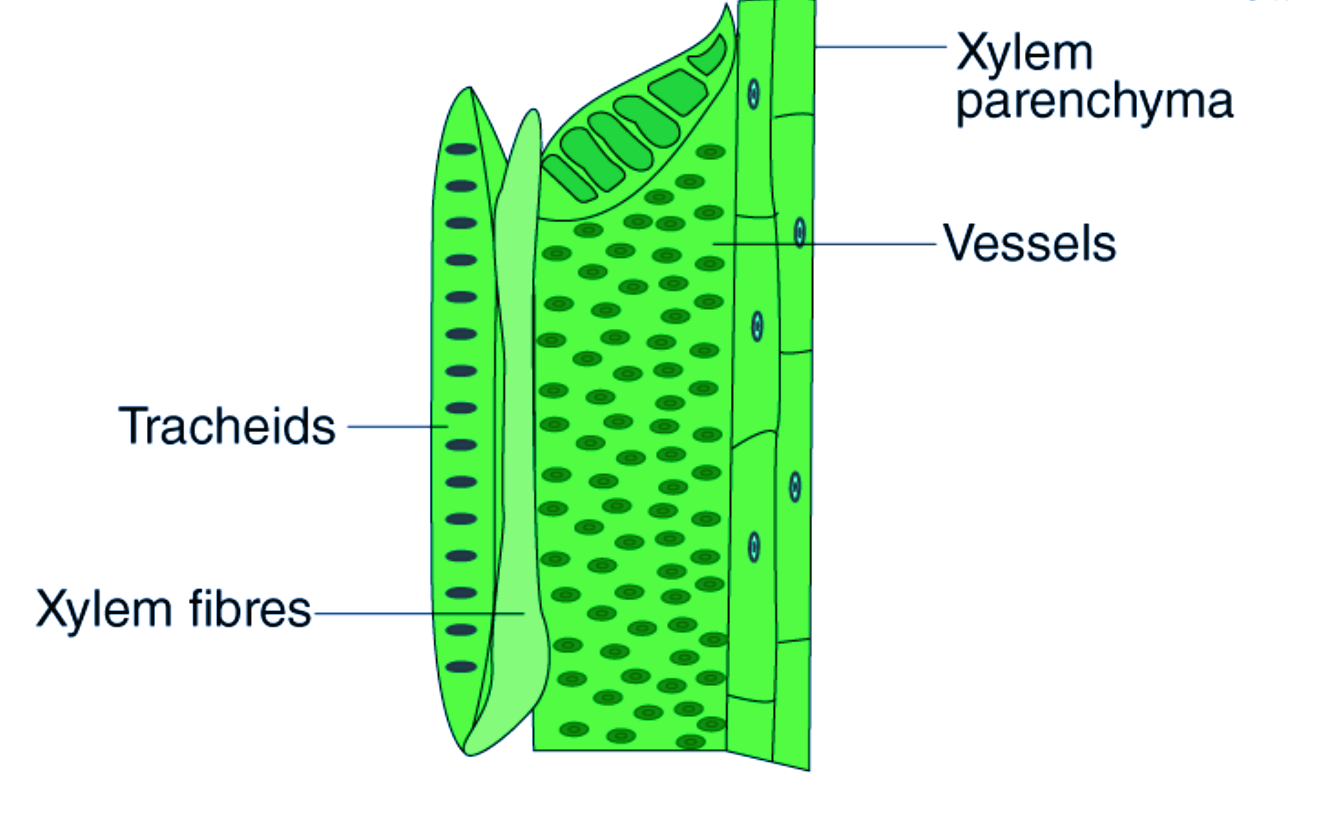 Xylem - Definition , Structure, Components (Types), Functions And ...