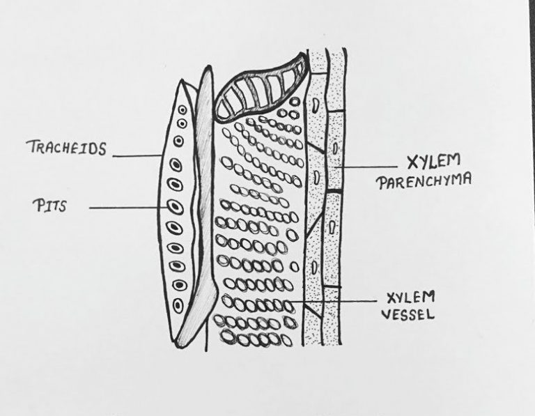 Xylem Diagram CBSE Class Notes Online Classnotes123