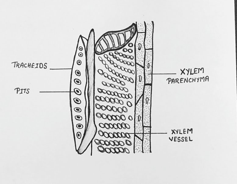 Xylem Diagram