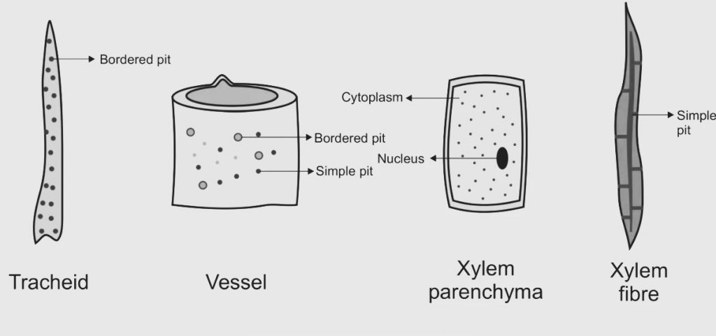 Xylem Diagram - each components 