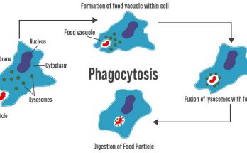 How Amoeba Acquires its Food through the Process of Phagocytosis