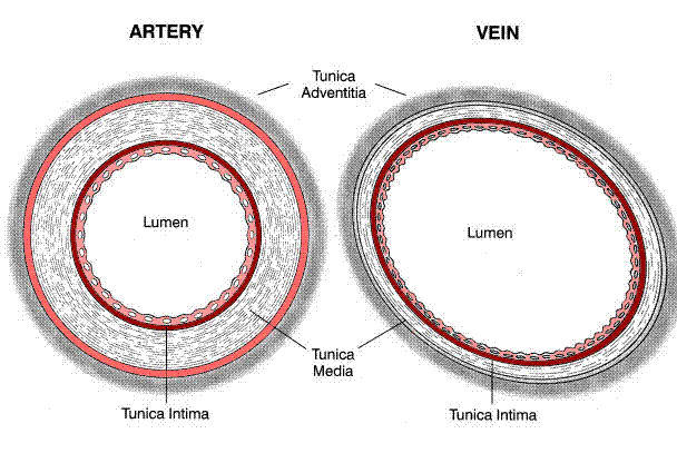 diff artery and vein