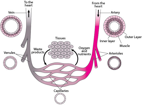 describe blood Vessels