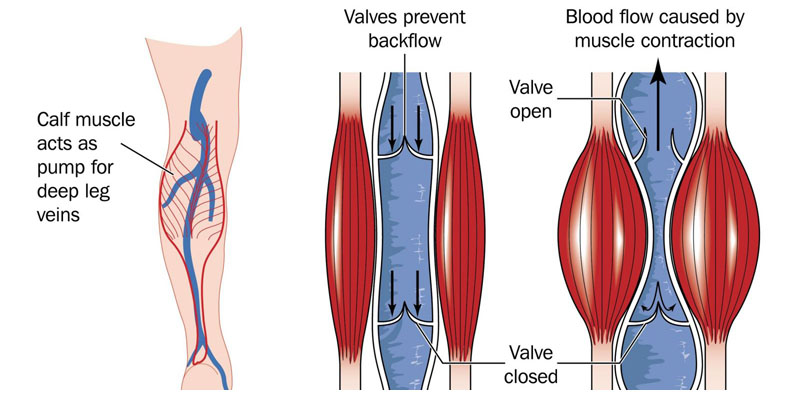 Veins - Structure , functions ,Venous System and Circuits and Vein Valves 