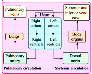 Flow Chart of Double Circulation