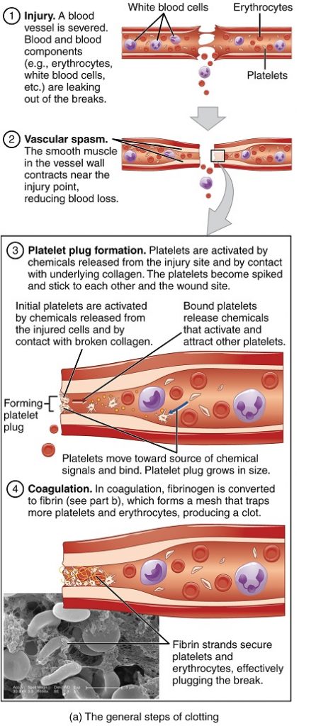 What will happen if Platelets were Absent in the Blood