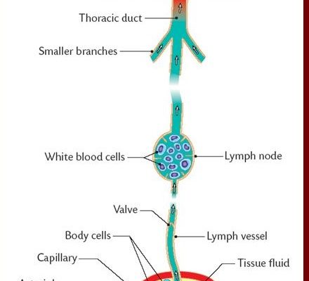 formation of lymph
