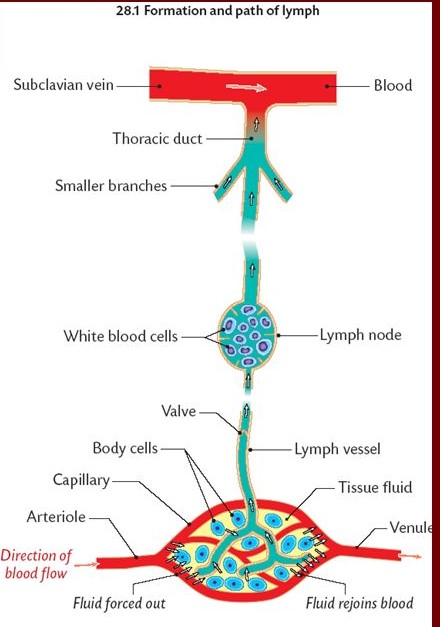 formation of lymph