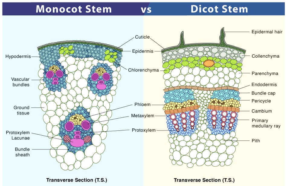 Phloem arrangement in monocot and dicot