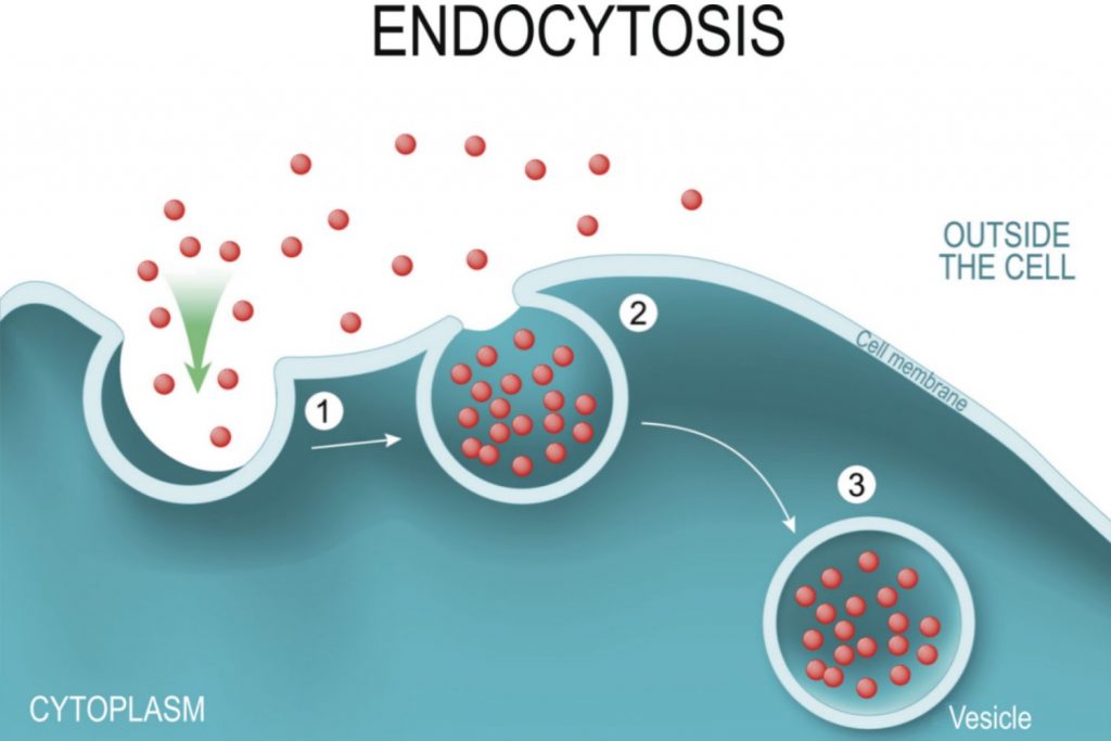 Mechanism of endocytosis