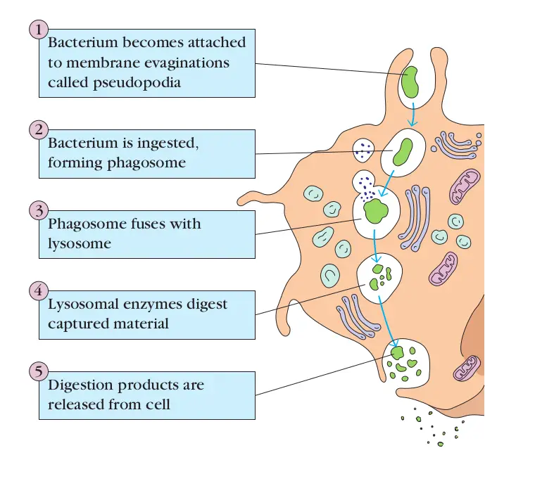 Endocytosis - Phagocytosis