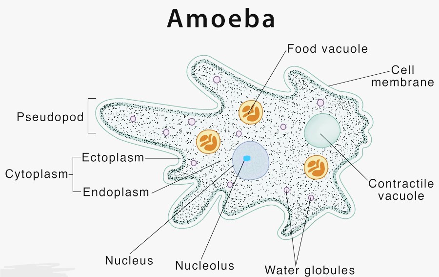 Draw a diagram of Amoeba, Sycon, Euglena, Balanoglossus, Planaria.