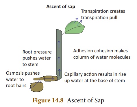 Ascent of Sap Takes place through