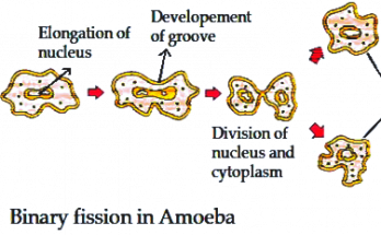 Binary Fission in Amoeba - 4 important steps