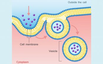 What is Endocytosis