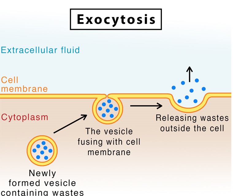 Endocytosis and Exocytosis are cellular processes used to move molecules in and out of cells, respectively. Endocytosis involves the formation of a vesicle to engulf and transport molecules into the cell, while exocytosis involves the fusion of a vesicle with the plasma membrane to release molecules out of the cell. These processes play important roles in nutrient uptake, waste elimination, cell communication etc. 
